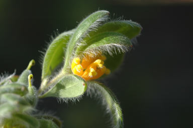 APII jpeg image of Grevillea centristigma  © contact APII