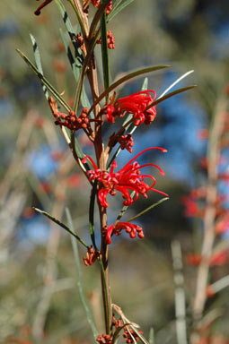 APII jpeg image of Grevillea speciosa subsp. dimorpha  © contact APII