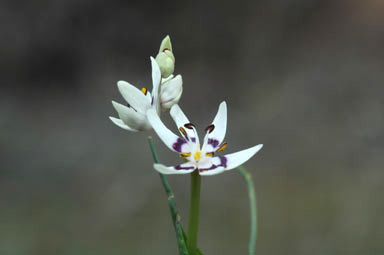 APII jpeg image of Wurmbea dioica subsp. dioica  © contact APII