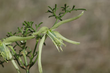 APII jpeg image of Clematis leptophylla  © contact APII