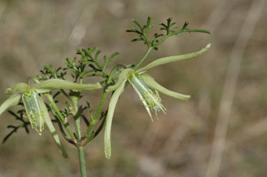 APII jpeg image of Clematis leptophylla  © contact APII