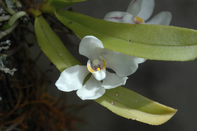 APII jpeg image of Sarcochilus falcatus  © contact APII