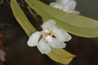 flower image