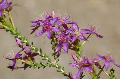 APII jpeg image of Calytrix leschenaultii  © contact APII