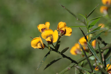 APII jpeg image of Daviesia ulicifolia subsp. ulicifolia  © contact APII