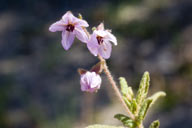 Thomasia petalocalyx