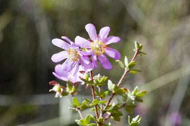 APII jpeg image of Bauera microphylla  © contact APII