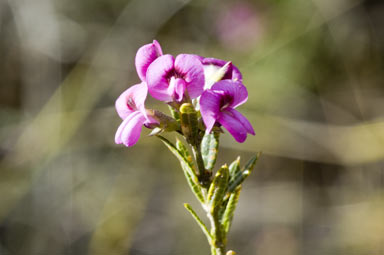 APII jpeg image of Mirbelia rubiifolia  © contact APII