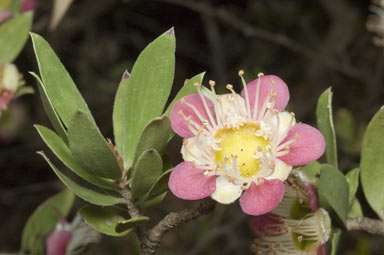 APII jpeg image of Leptospermum macrocarpum  © contact APII