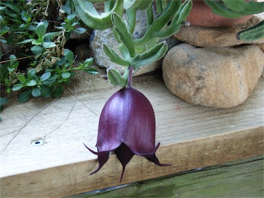 APII jpeg image of Stapelia leendertziae  © contact APII