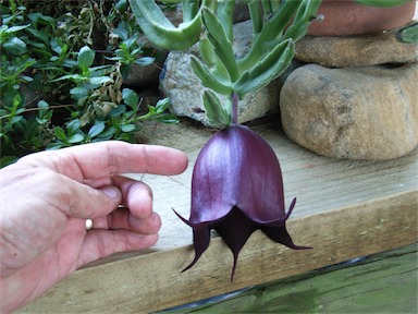 APII jpeg image of Stapelia leendertziae  © contact APII