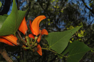 APII jpeg image of Erythrina vespertilio  © contact APII