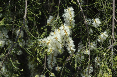 APII jpeg image of Melaleuca tamariscina subsp. tamariscina  © contact APII