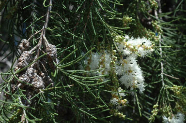 APII jpeg image of Melaleuca tamariscina subsp. tamariscina  © contact APII
