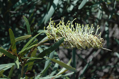 APII jpeg image of Grevillea exul  © contact APII