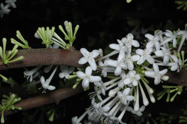 APII jpeg image of Phaleria clerodendron  © contact APII