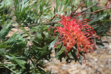 APII jpeg image of Grevillea 'Molly'  © contact APII