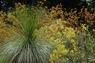 APII jpeg image of Xanthorrhoea  © contact APII