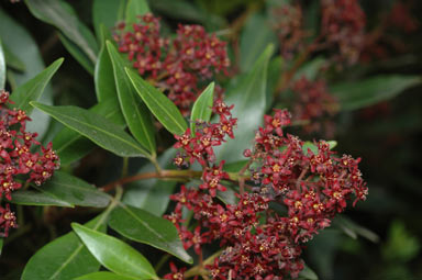 APII jpeg image of Flindersia pimenteliana  © contact APII