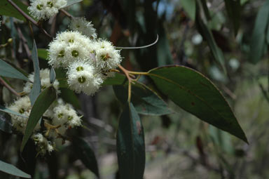 APII jpeg image of Eucalyptus carnea  © contact APII