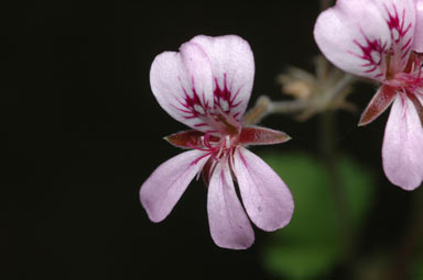 APII jpeg image of Pelargonium rodneyanum  © contact APII