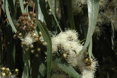 APII jpeg image of Angophora costata subsp. costata  © contact APII