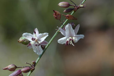 APII jpeg image of Arthropodium milleflorum  © contact APII