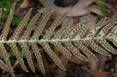 APII jpeg image of Blechnum parrisiae  © contact APII