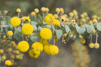 APII jpeg image of Acacia cremiflora  © contact APII