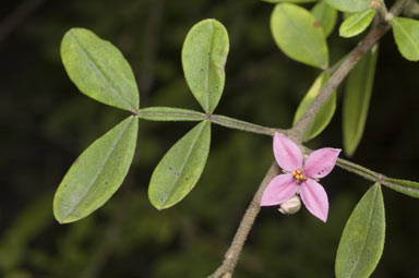 APII jpeg image of Boronia umbellata  © contact APII