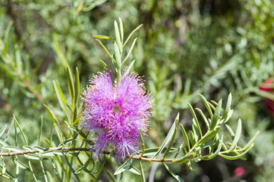 APII jpeg image of Melaleuca fulgens x radula  © contact APII