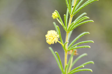 APII jpeg image of Acacia baueri subsp. baueri  © contact APII