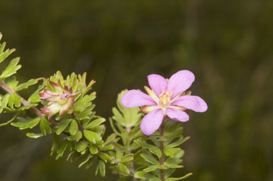 APII jpeg image of Bauera sessiliflora  © contact APII