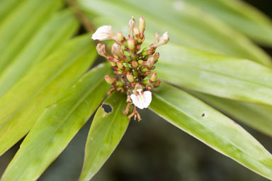 APII jpeg image of Alpinia modesta  © contact APII