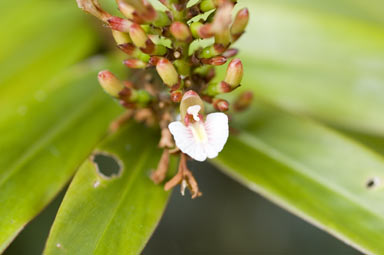 APII jpeg image of Alpinia modesta  © contact APII