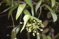 Smilax glyciphylla
