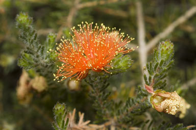 APII jpeg image of Eremaea pauciflora var. lonchophylla  © contact APII