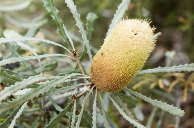 APII jpeg image of Banksia pilostylis  © contact APII