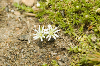 APII jpeg image of Stellaria angustifolia var. tenella  © contact APII