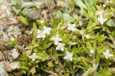 APII jpeg image of Crassula peduncularis  © contact APII