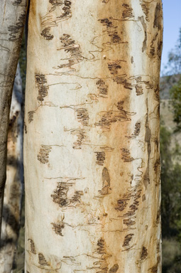 APII jpeg image of Eucalyptus lacrimans  © contact APII
