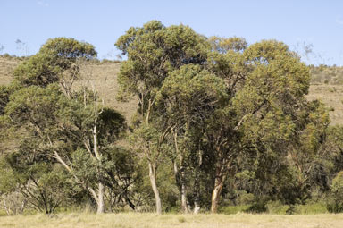 APII jpeg image of Eucalyptus stellulata  © contact APII