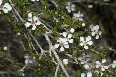 APII jpeg image of Cyathostemon tenuifolius  © contact APII