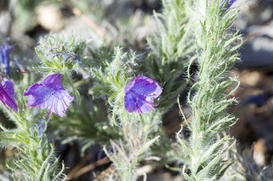 APII jpeg image of Echium plantagineum  © contact APII