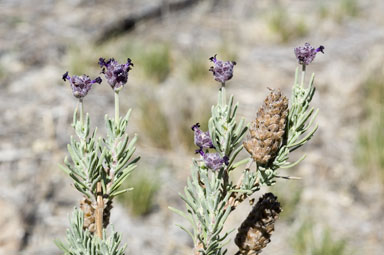 APII jpeg image of Lavandula stoechas subsp. stoechas  © contact APII