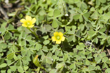 APII jpeg image of Oxalis thompsoniae  © contact APII