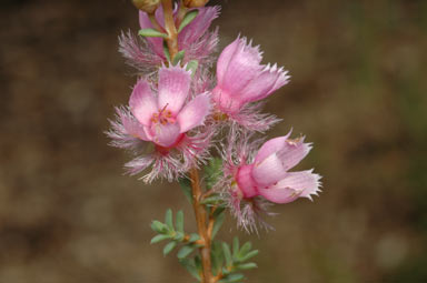 APII jpeg image of Verticordia pennigera  © contact APII