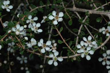 APII jpeg image of Cyathostemon blackettii  © contact APII