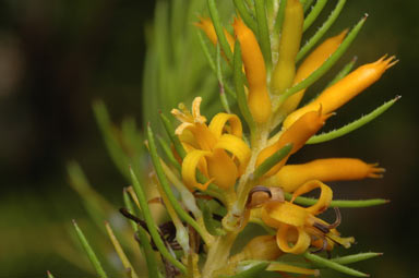 APII jpeg image of Persoonia acerosa  © contact APII