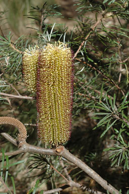 APII jpeg image of Banksia spinulosa var. cunninghamii  © contact APII